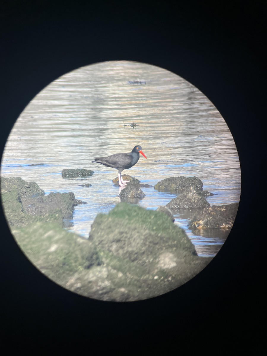Black Oystercatcher - ML646985370