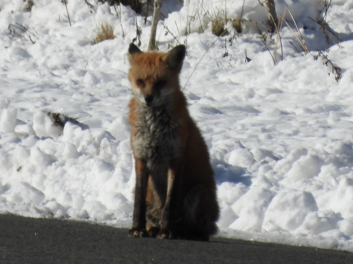 Eastern American Red Fox - ML646985371