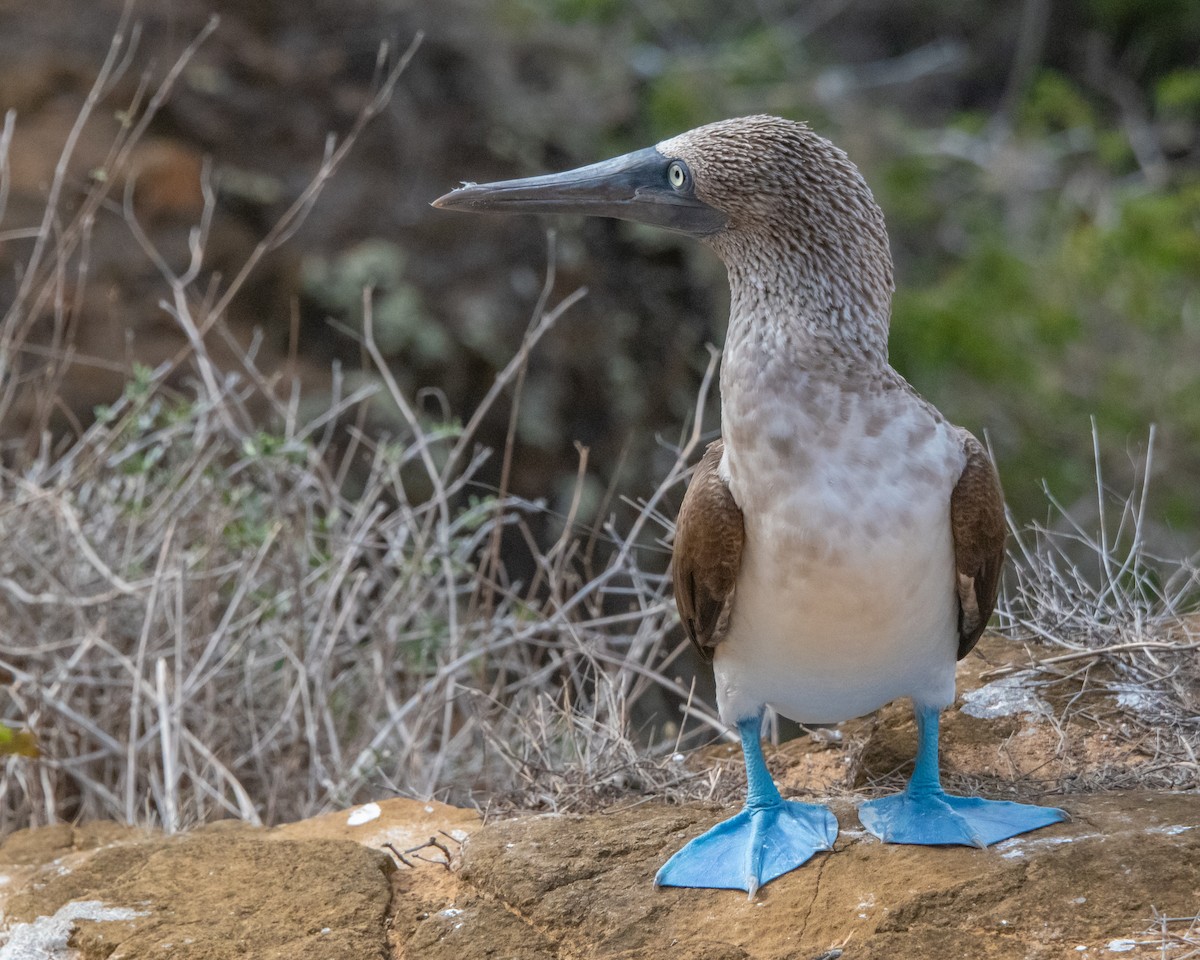 Blue-footed Booby - ML646985375