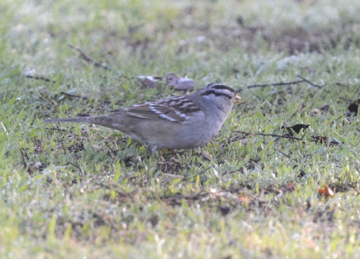 White-crowned Sparrow - ML646985376
