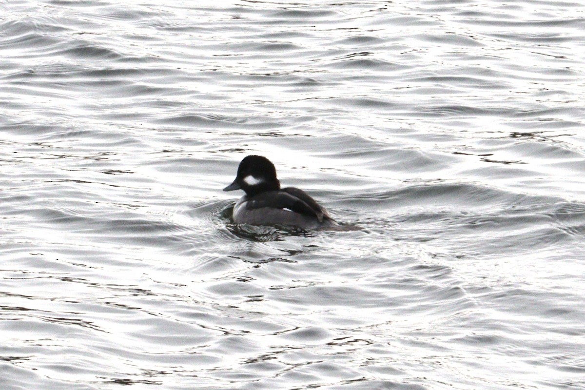 Bufflehead - ML646985377