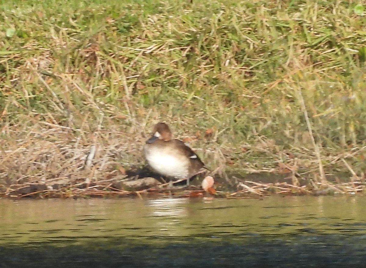 Redhead - ML646985378