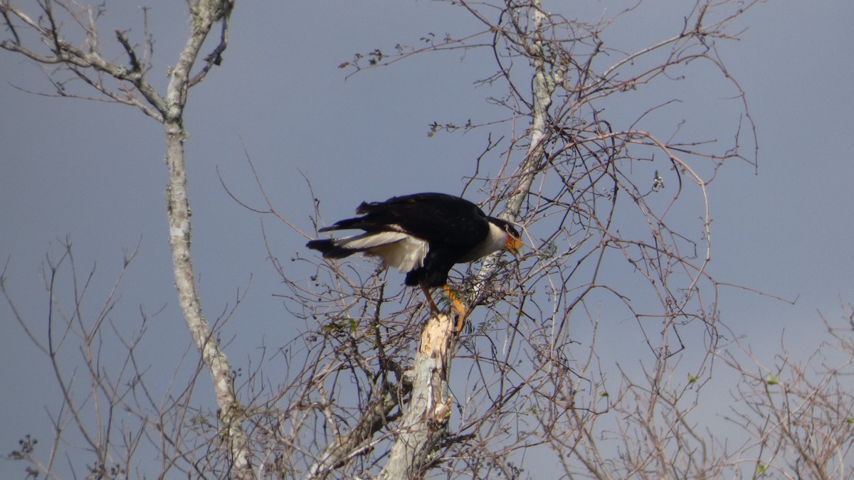Crested Caracara - ML646985379
