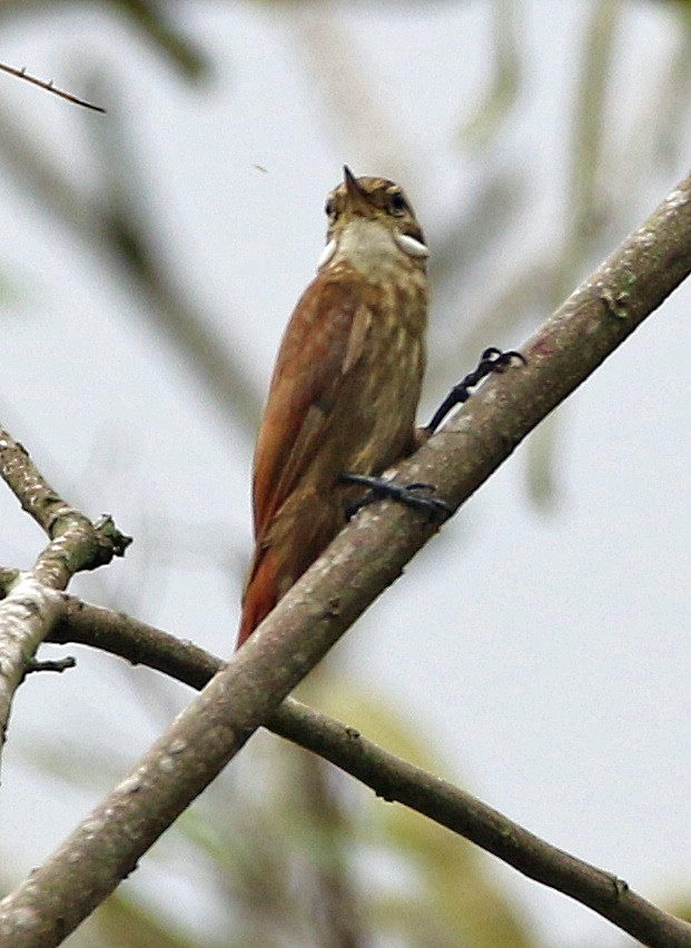 Streaked Xenops - ML646985380