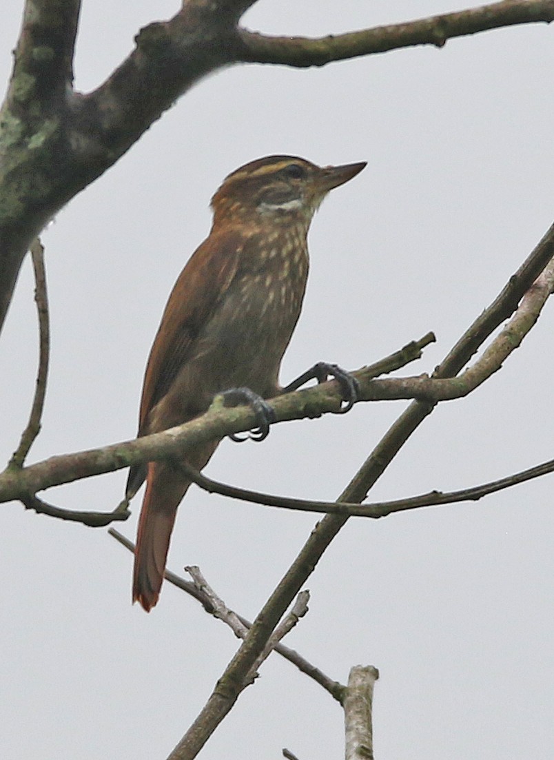 Streaked Xenops - ML646985381