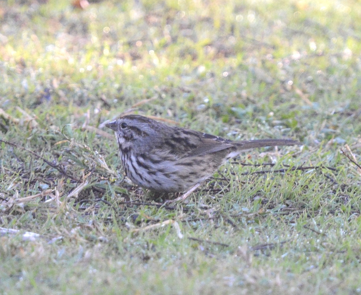 Song Sparrow - ML646985382