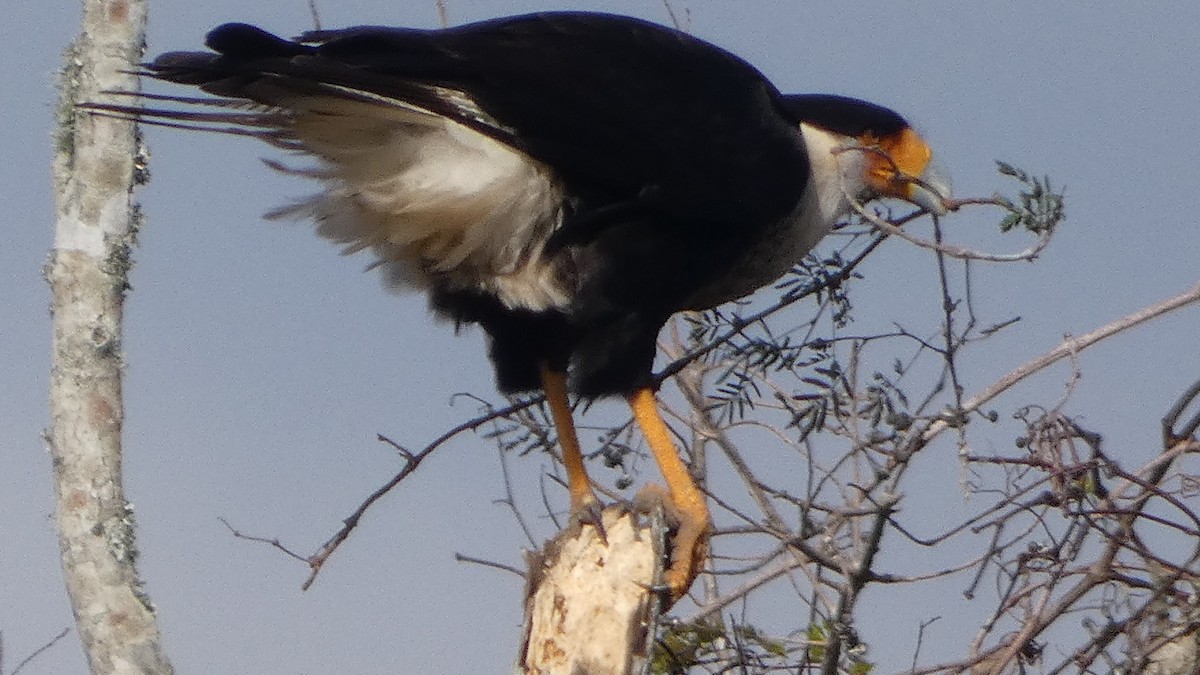 Crested Caracara - ML646985383