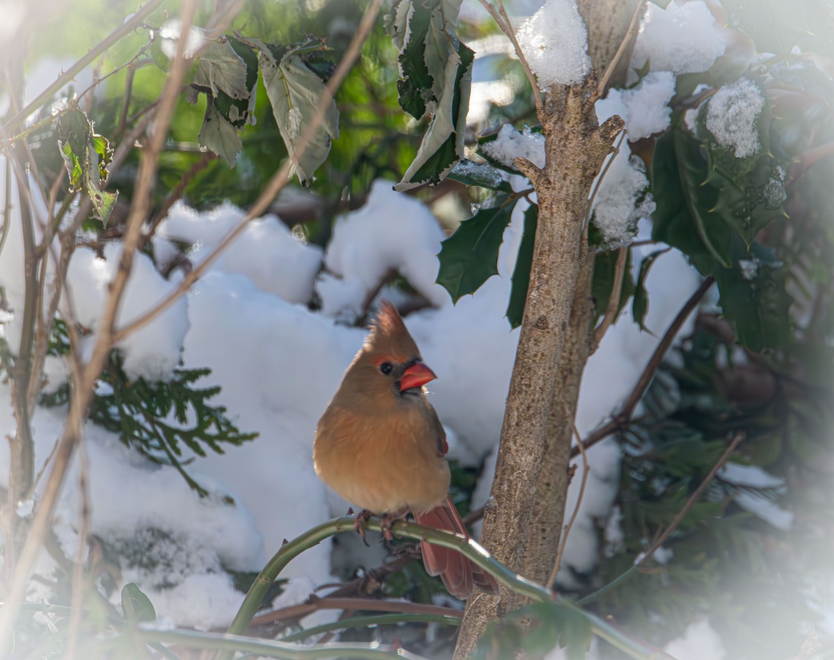 Northern Cardinal - ML646985384