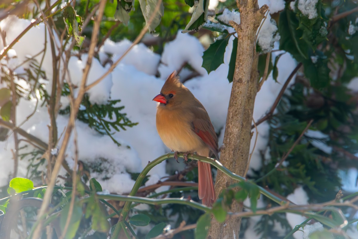 Northern Cardinal - ML646985385