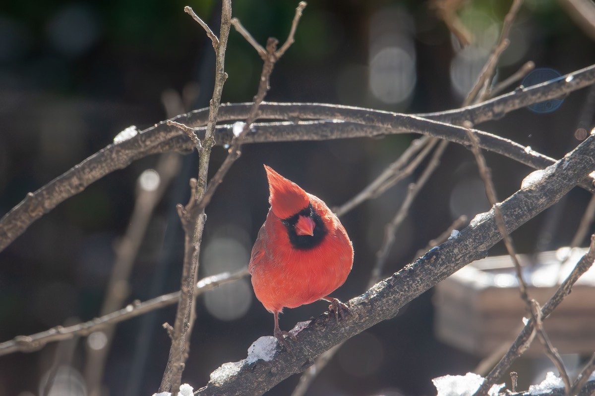 Northern Cardinal - ML646985387