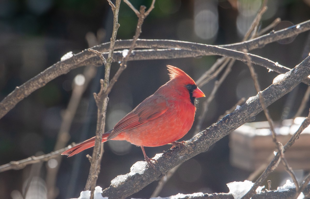 Northern Cardinal - ML646985388