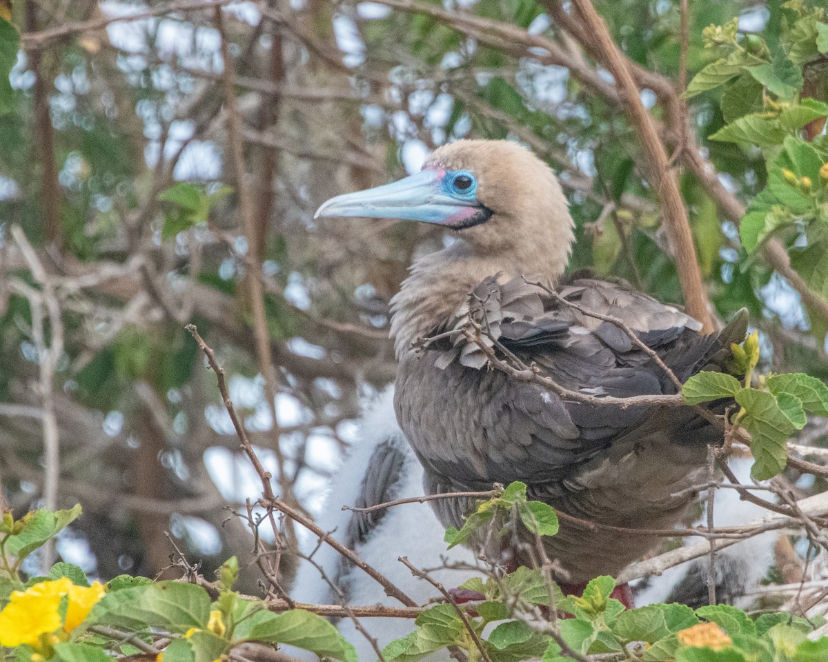 紅腳鰹鳥 - ML646985389