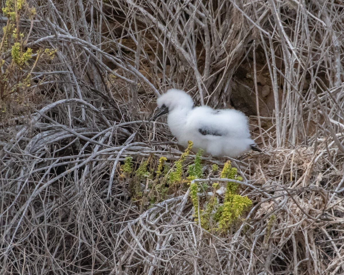 紅腳鰹鳥 - ML646985390