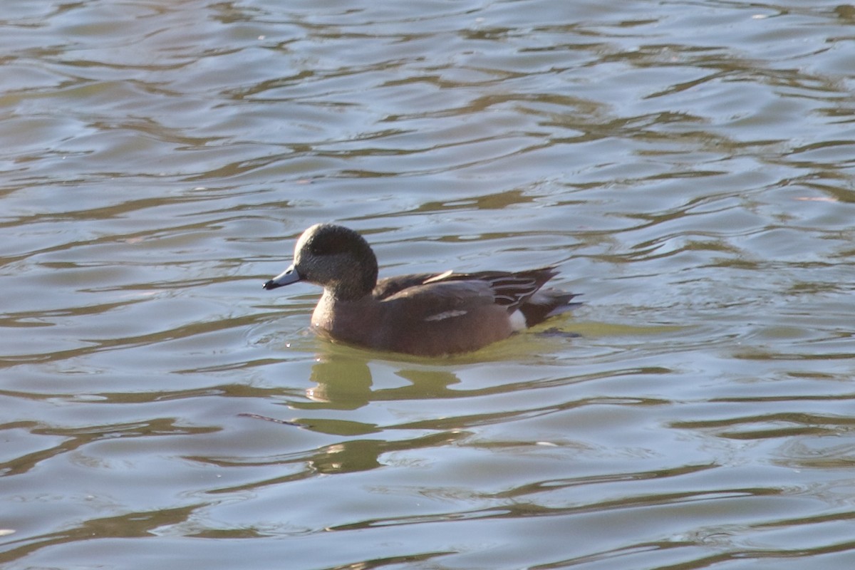 American Wigeon - ML646985391