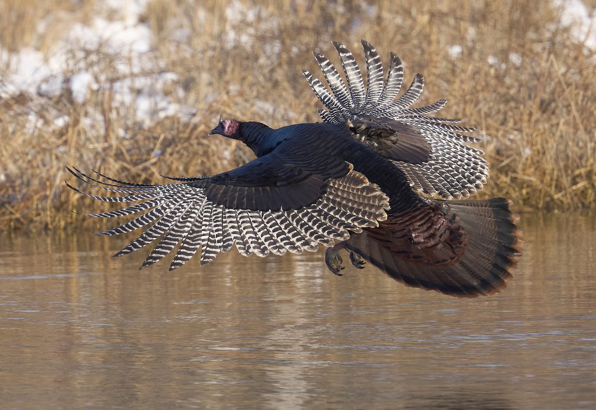 Wild Turkey - ML646985392