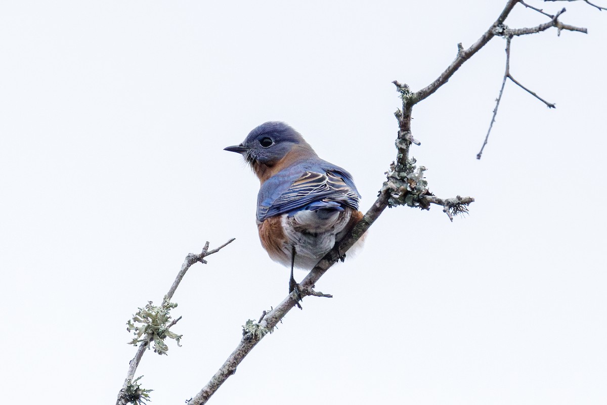 Eastern Bluebird - ML646985393