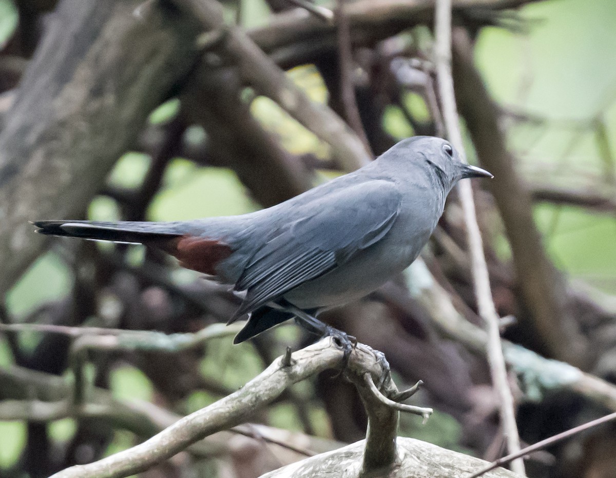 Gray Catbird - ML646985394