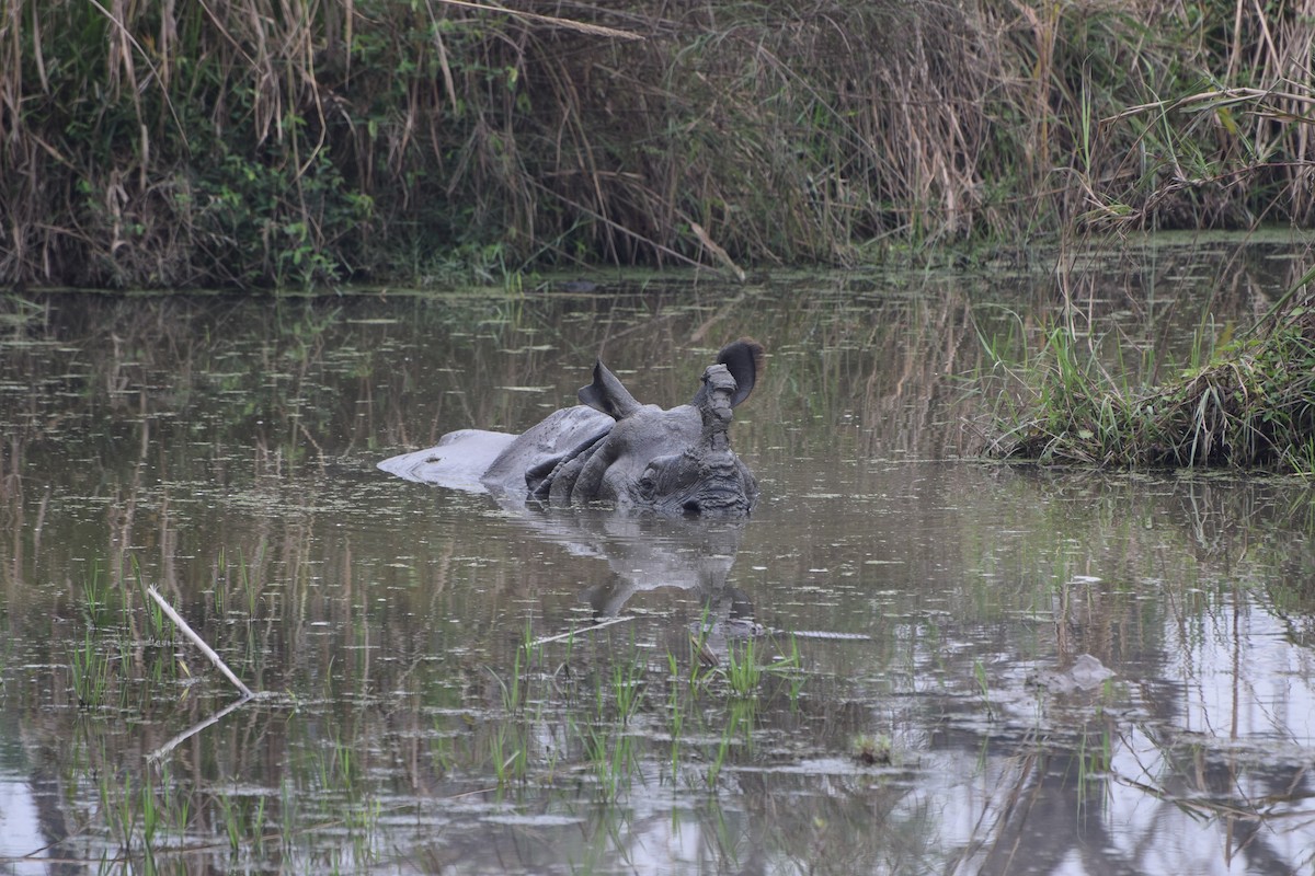 Индийские носороги - ML646985395