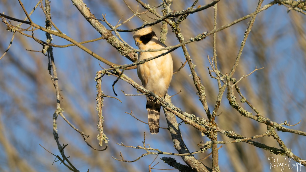 Laughing Falcon - ML646985396