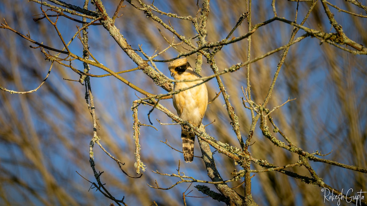 Laughing Falcon - ML646985397