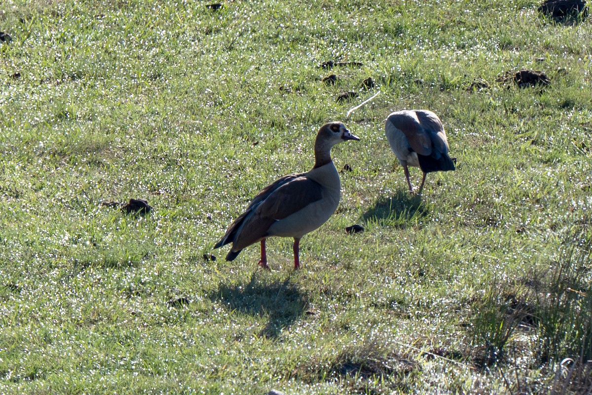 Egyptian Goose - ML646985401