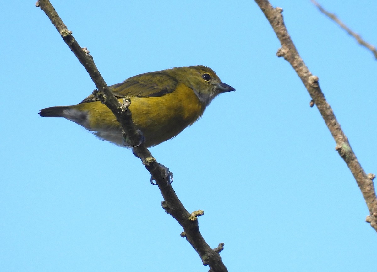 White-vented Euphonia - ML646985417