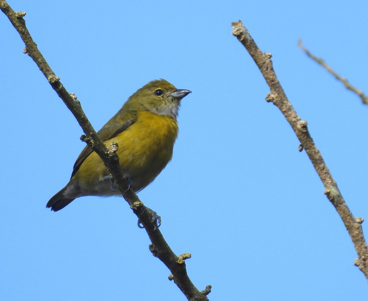 White-vented Euphonia - ML646985418