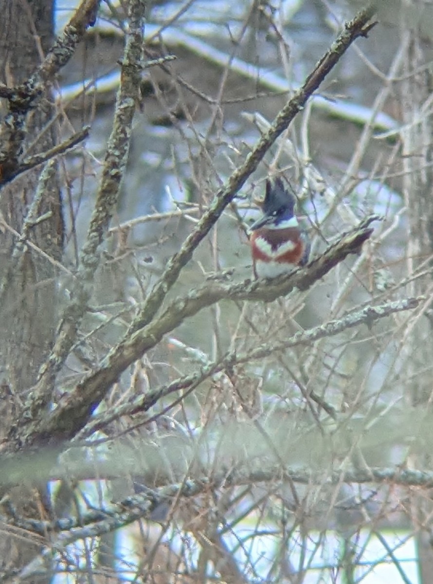 Belted Kingfisher - ML646985419