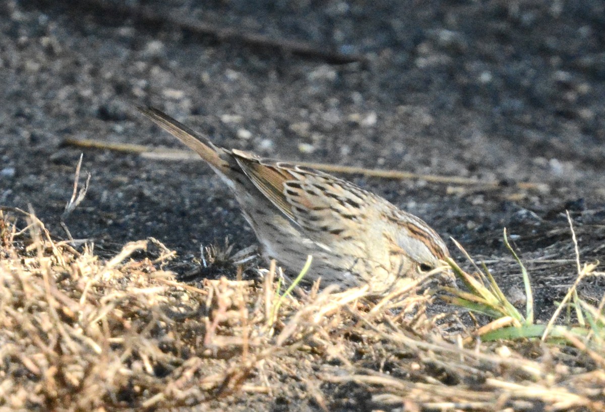 Lincoln's Sparrow - ML646985420