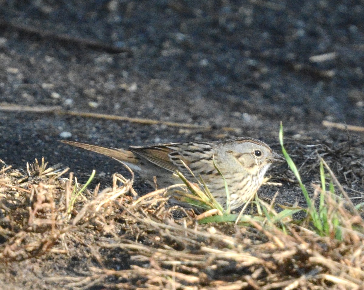 Lincoln's Sparrow - ML646985421
