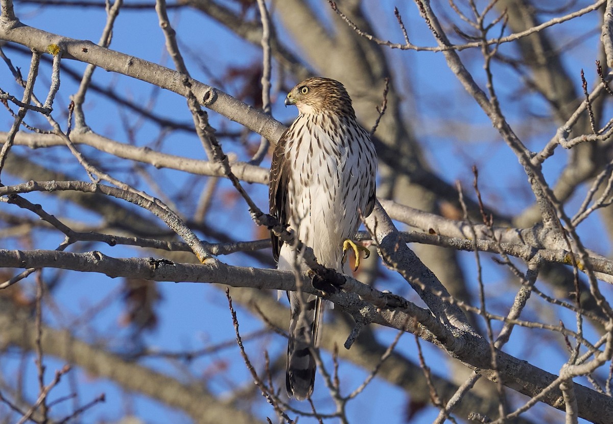 Cooper's Hawk - ML646985422