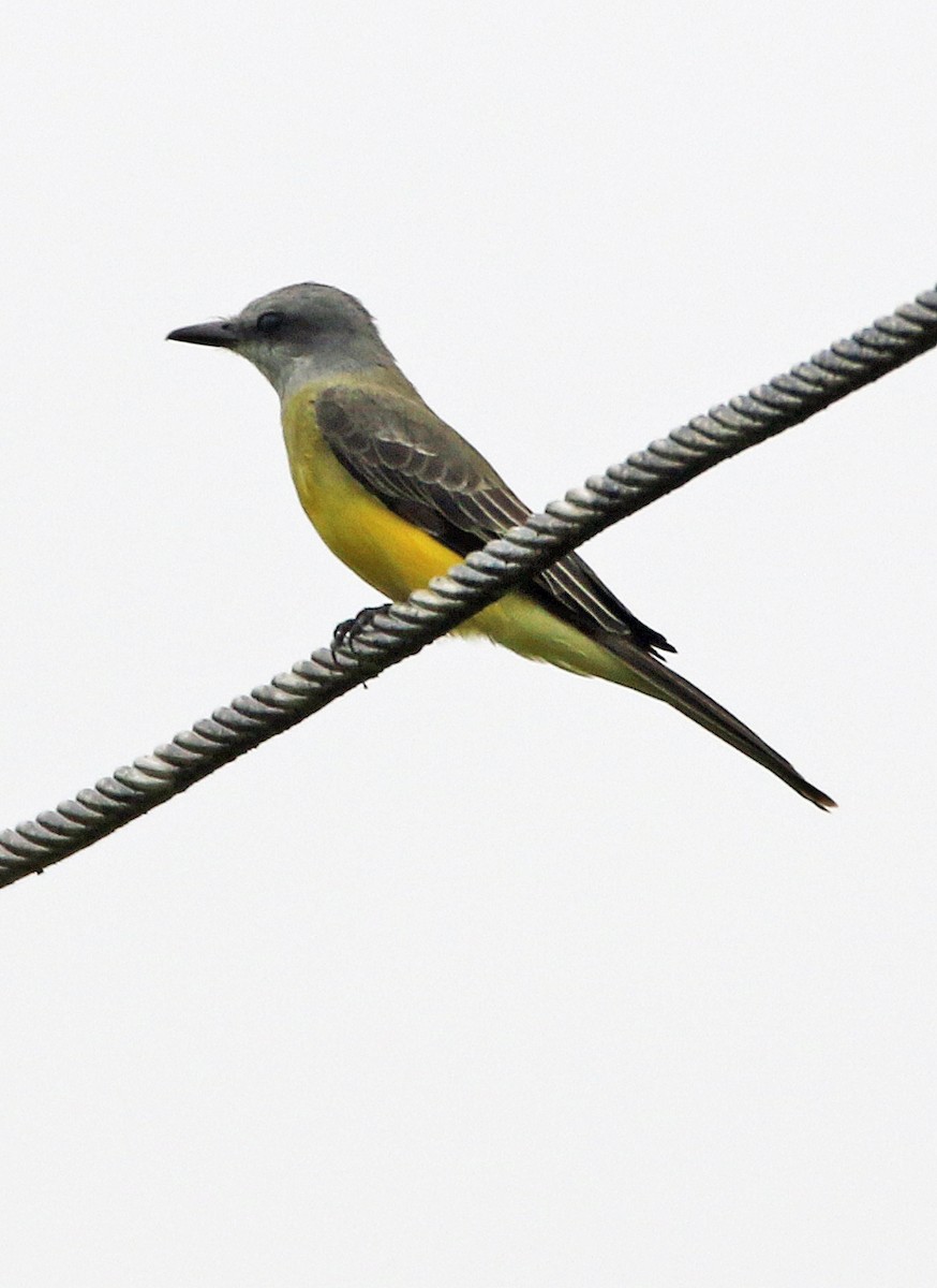 Tropical Kingbird - ML646985423
