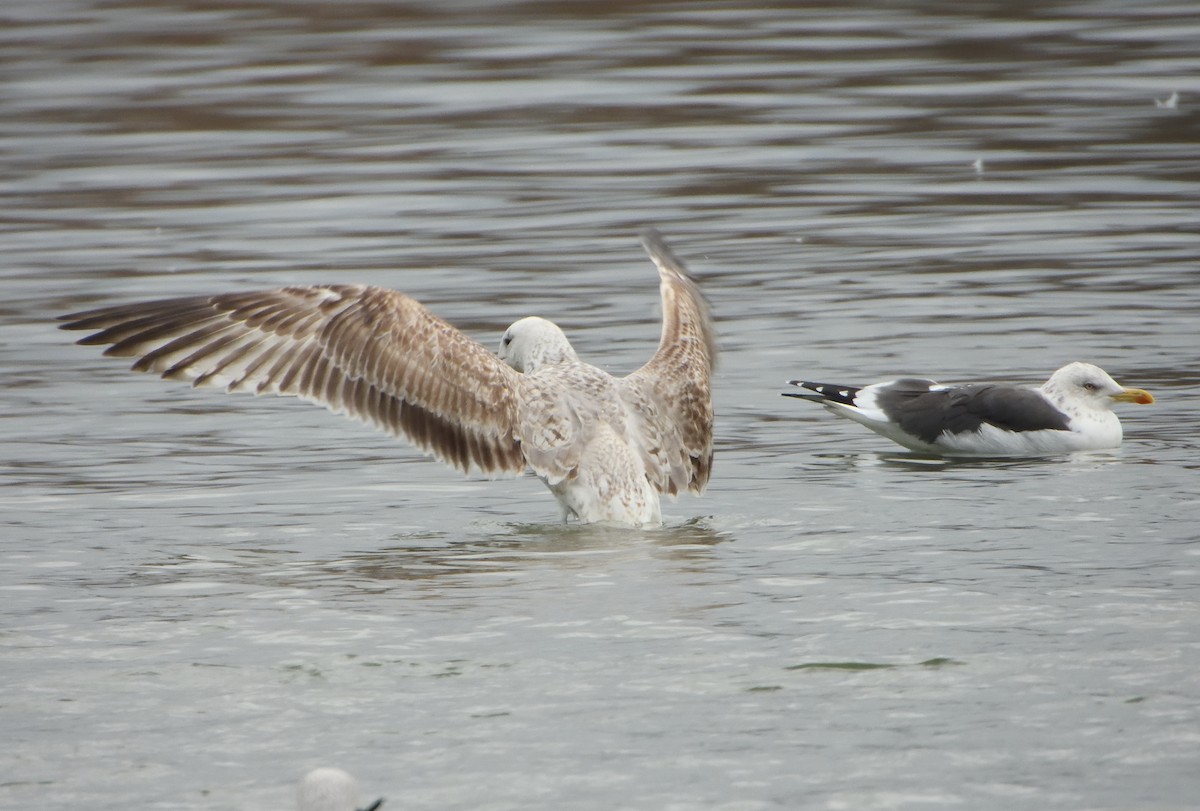 Goéland pontique - ML646985424