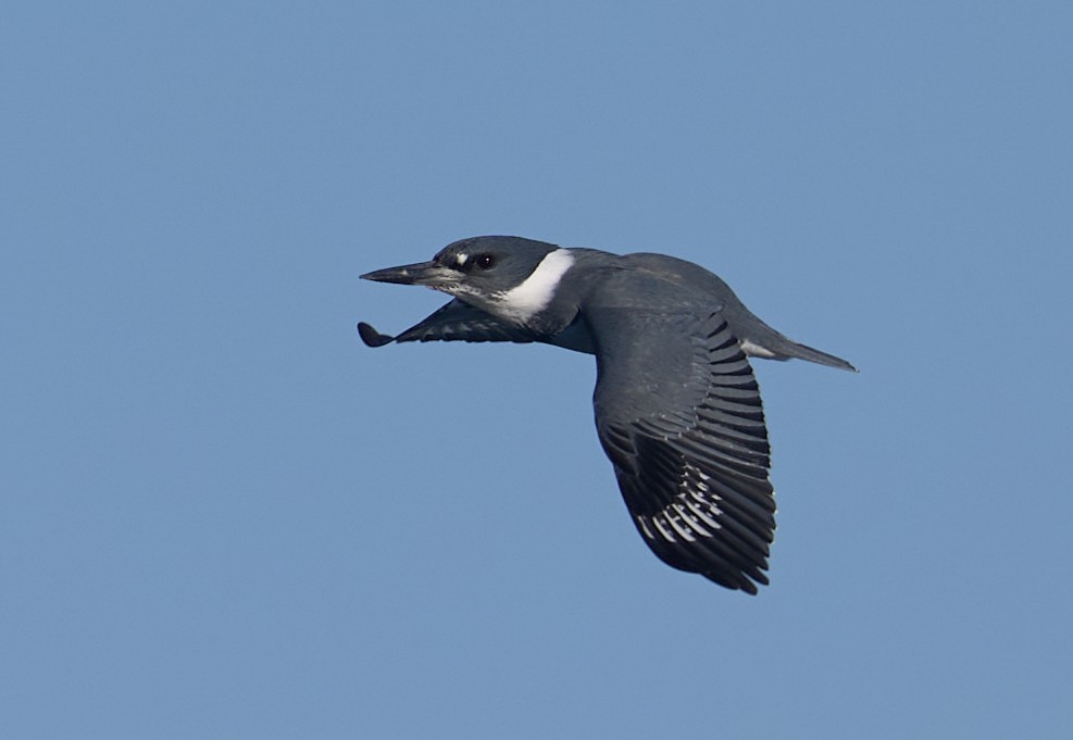 Belted Kingfisher - ML646985426