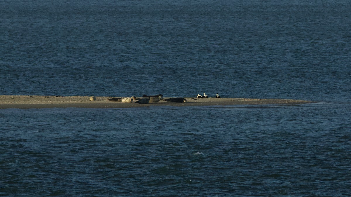 Eider arrunta - ML646985427