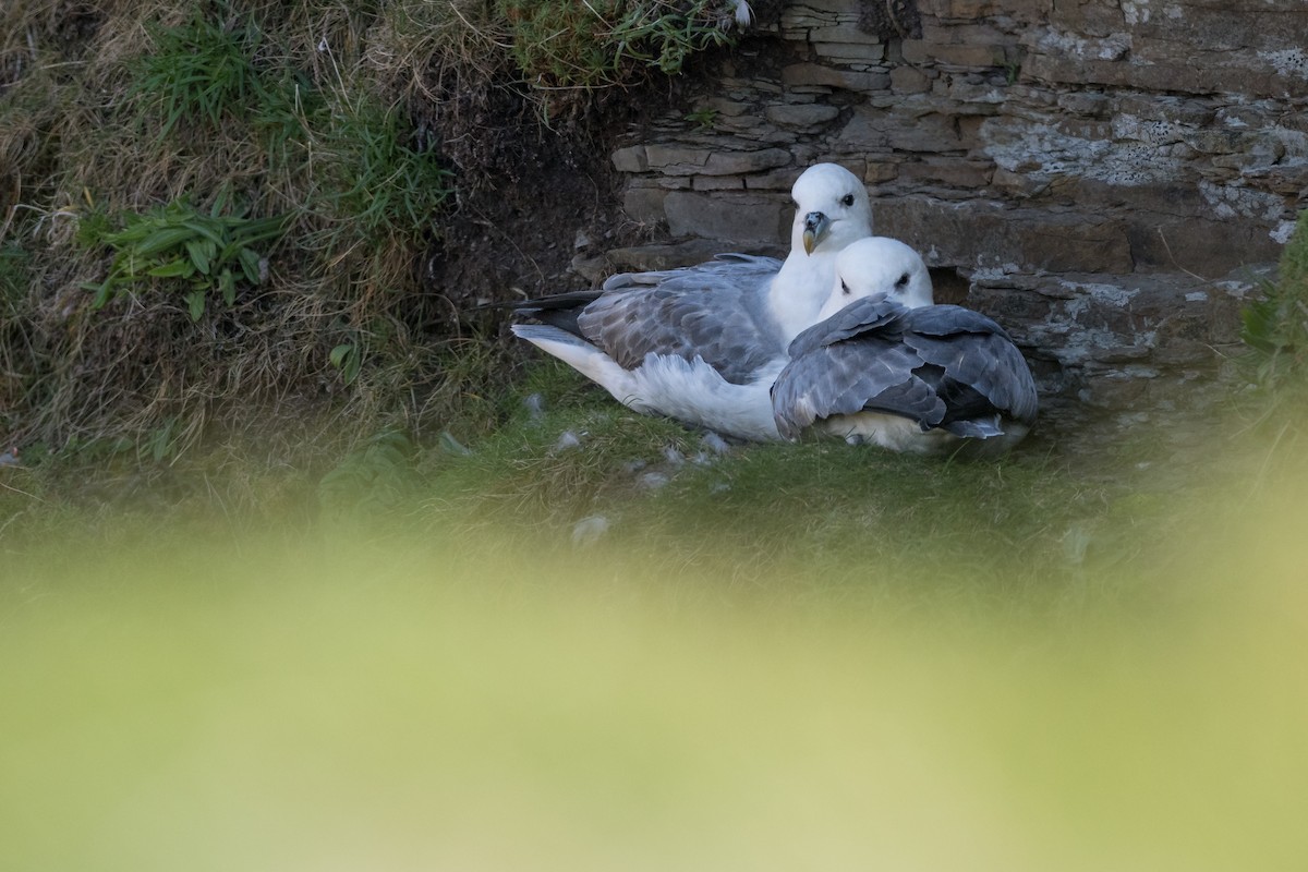 Fulmar boréal - ML646985428