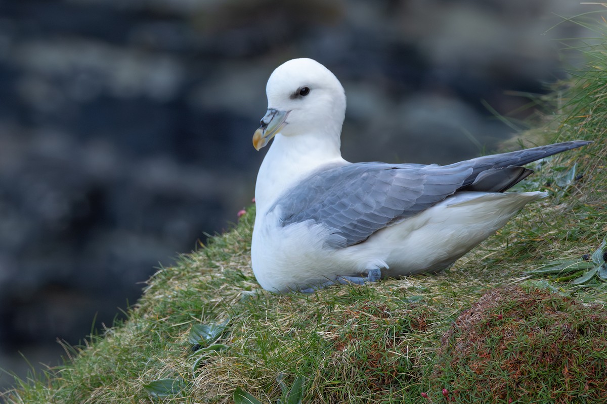 Fulmar boréal - ML646985429
