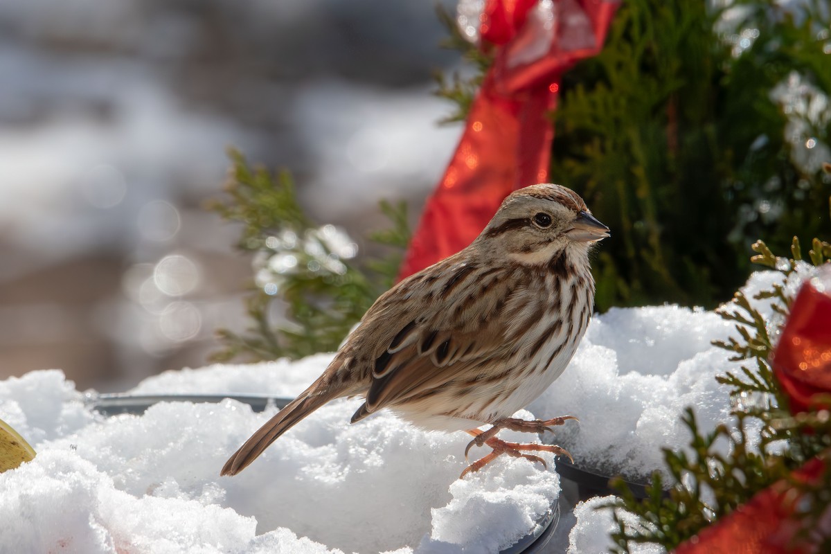 Song Sparrow - ML646985434