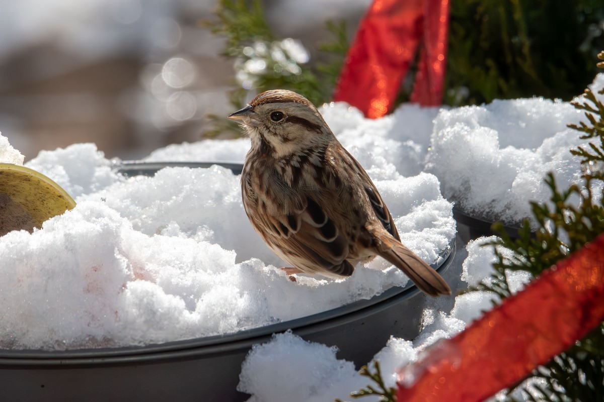 Song Sparrow - ML646985435
