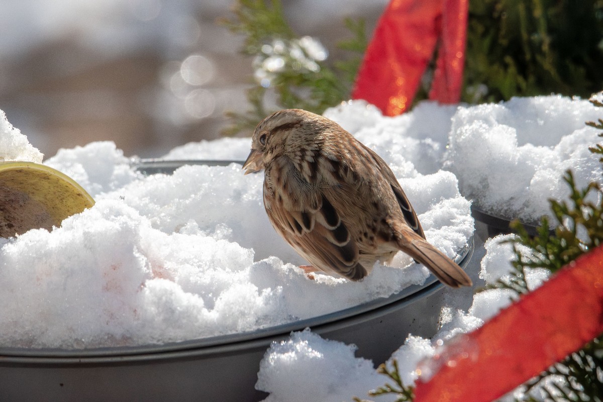 Song Sparrow - ML646985438