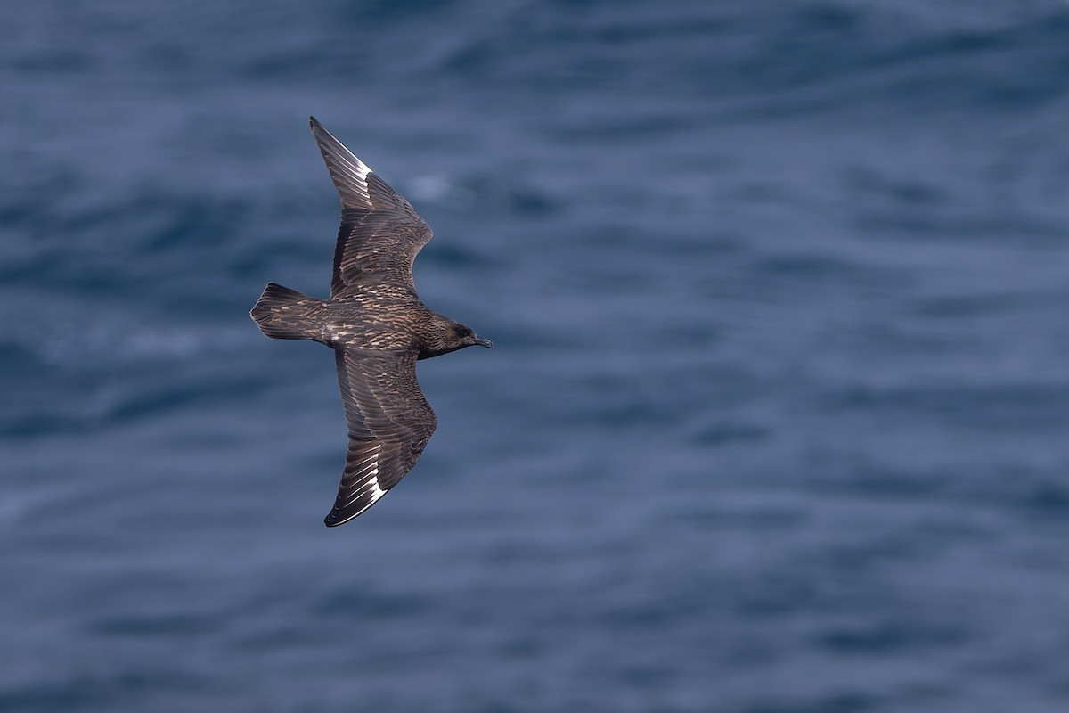 Grand Labbe - ML646985439