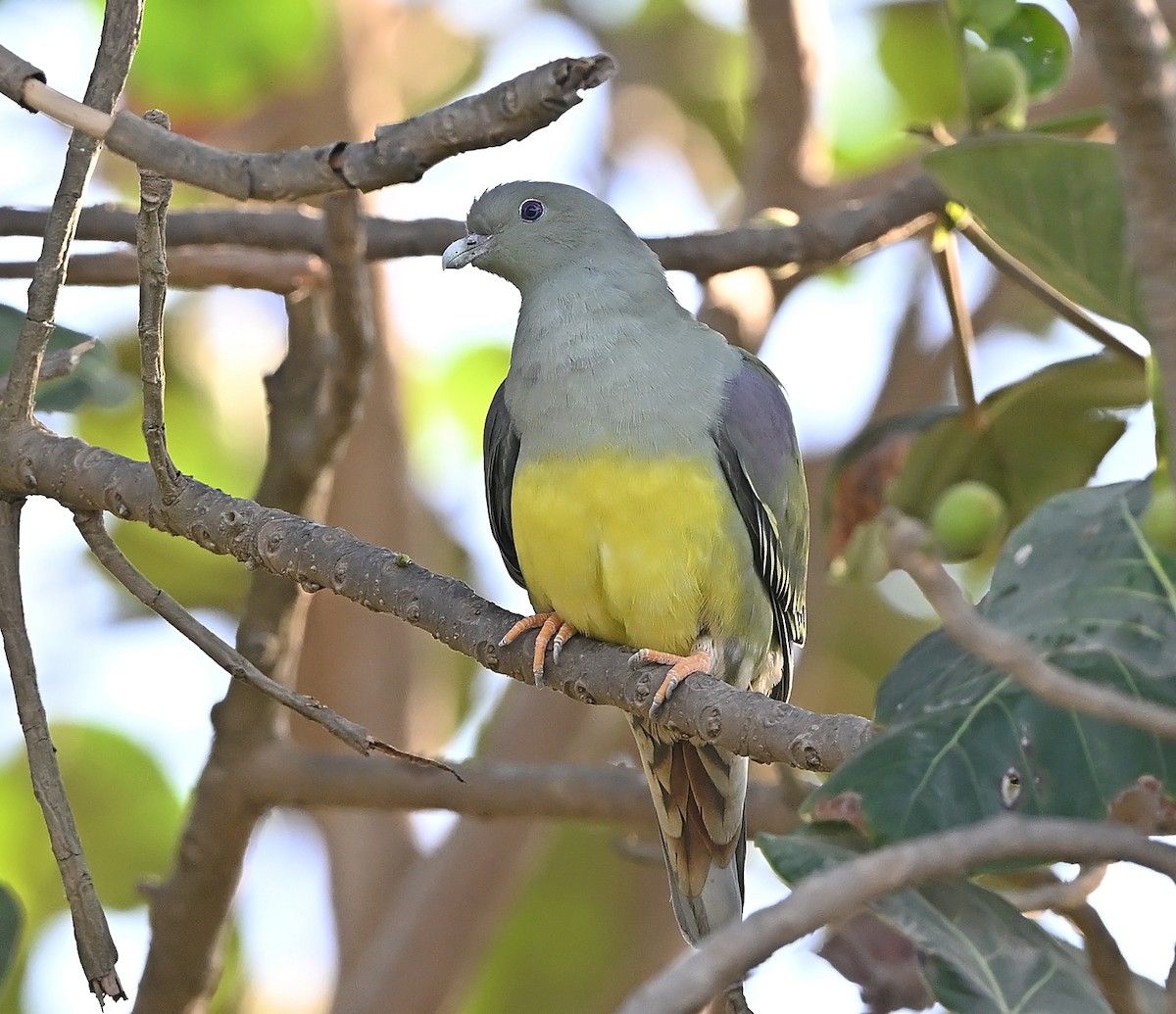 Bruce's Green-Pigeon - ML646985444