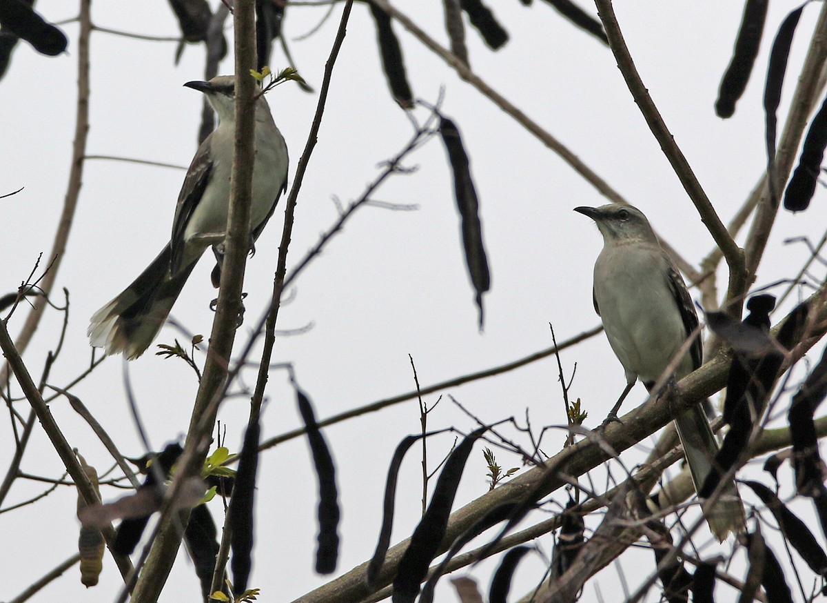 Tropical Mockingbird - ML646985449