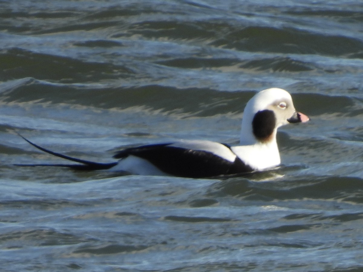 Long-tailed Duck - ML646985455