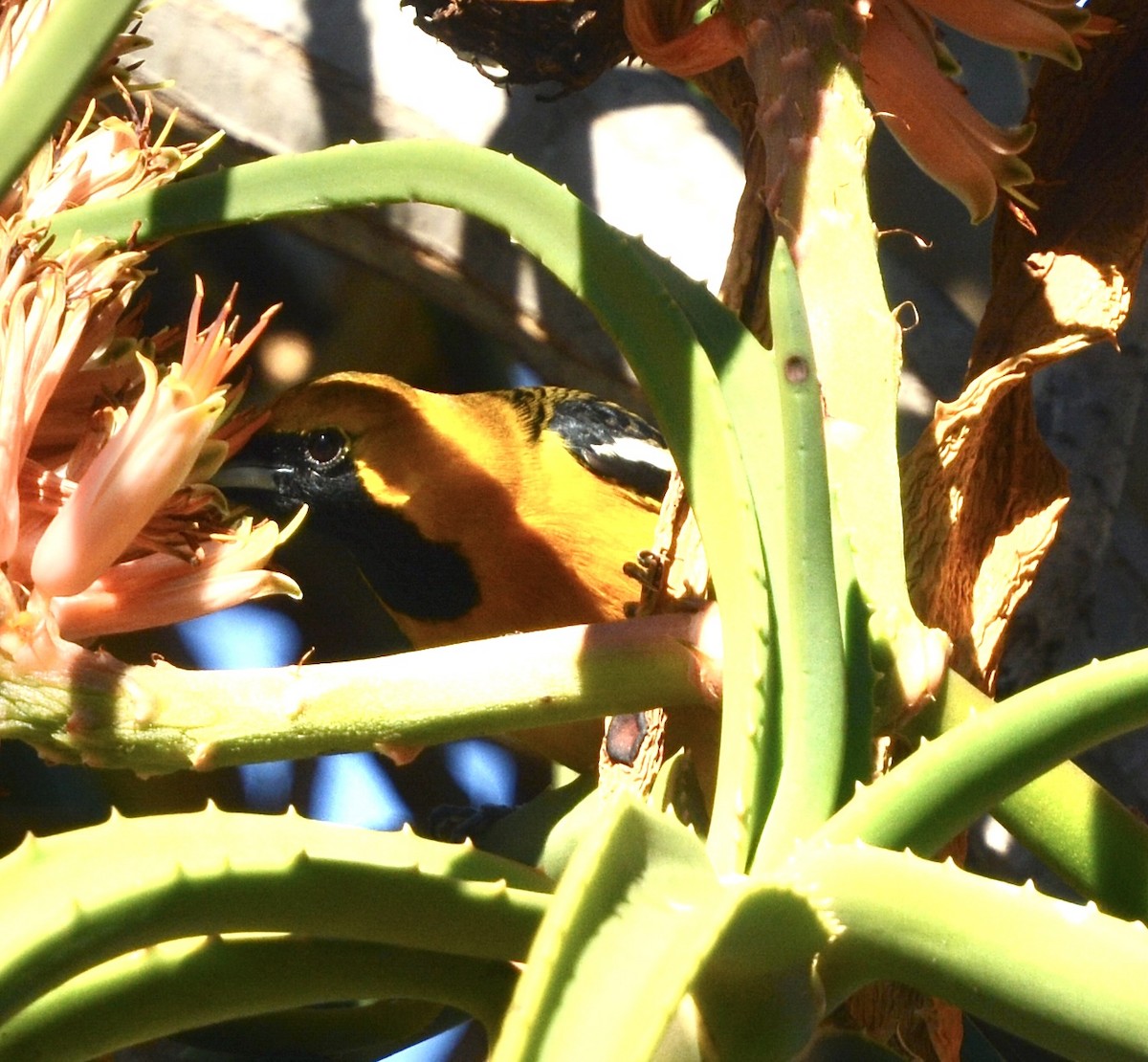 Hooded Oriole - ML646985458