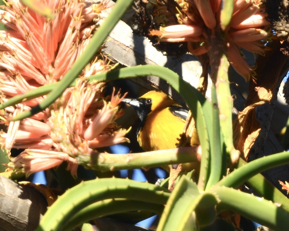 Hooded Oriole - ML646985459