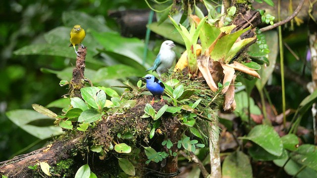 Gökçe Tangara - ML646985460