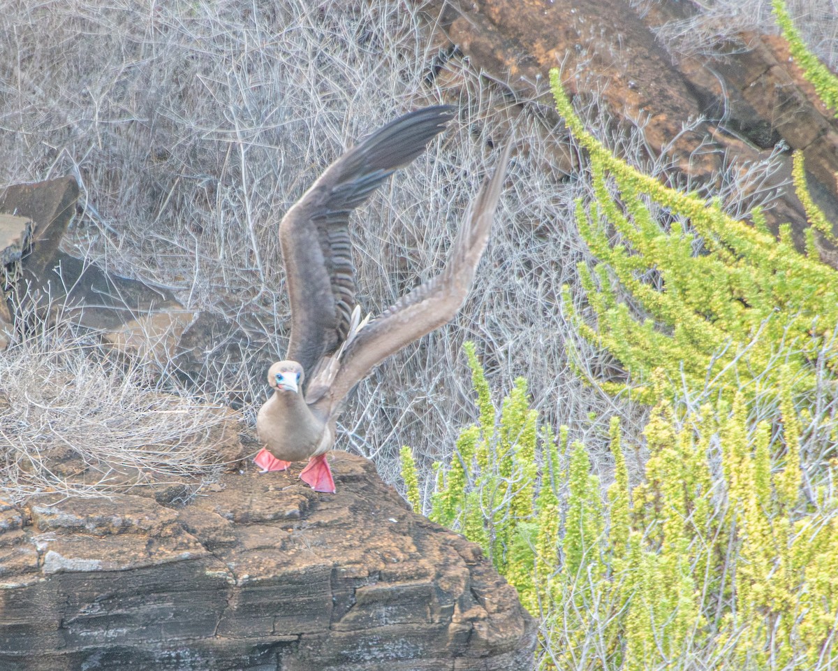 紅腳鰹鳥 - ML646985461