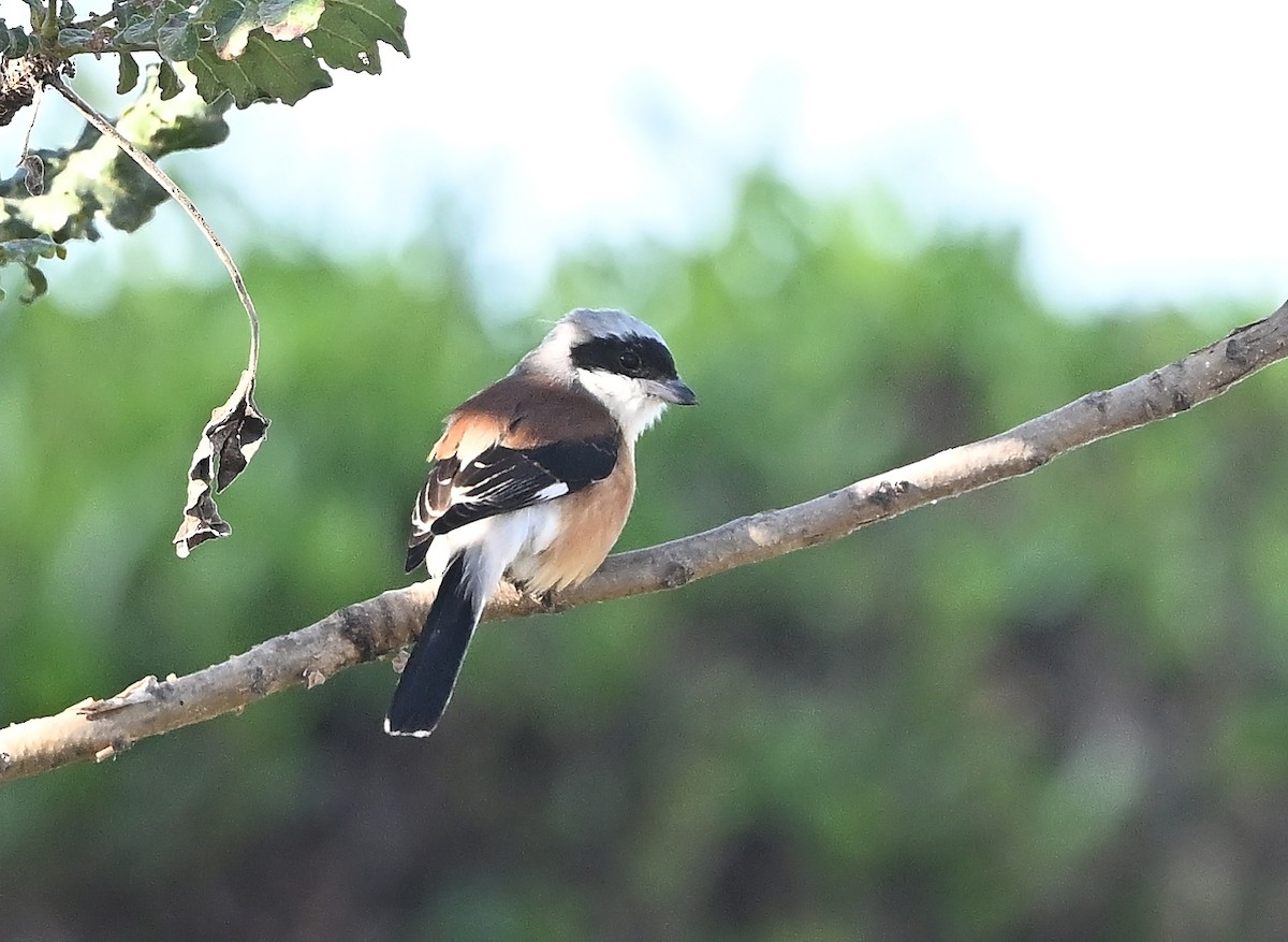Bay-backed Shrike - ML646985462