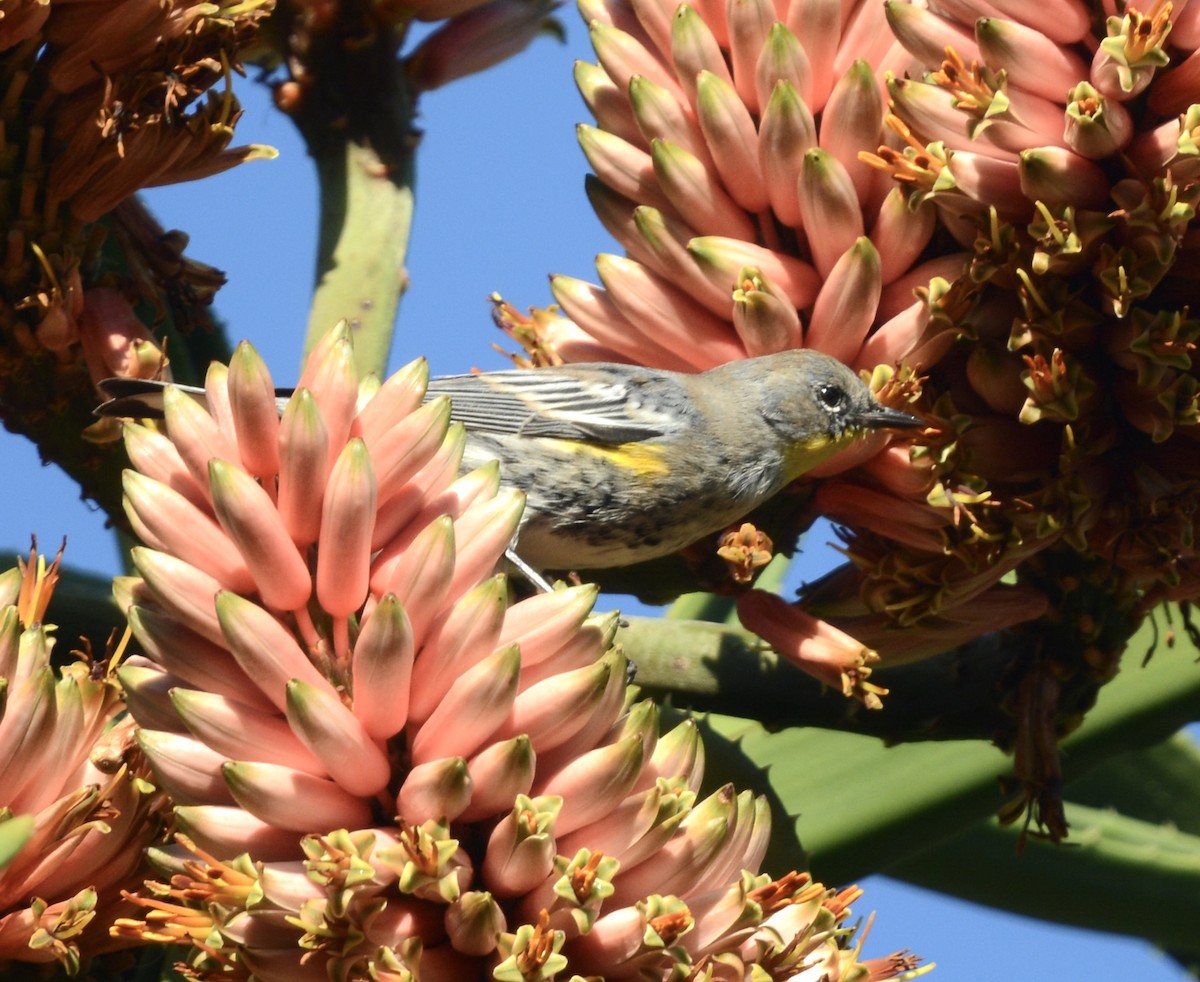 Yellow-rumped Warbler - ML646985465